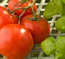 Tomato `grove of groves`: fotografii și comentarii despre productivitatea soiului