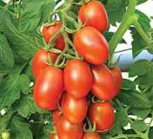 Tomato Maroussia: caracteristici, descrierea soiului, randamentul și revizuirile