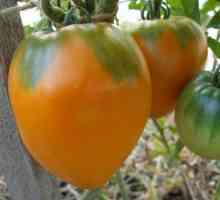 Tomato "miere de salvare" este o varietate de maturitate medie de culoare galbenă