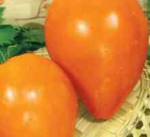 Tomato `inima portocalie`: caracteristici, descrierea soiurilor și recenzii