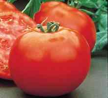Tomato Polbig: Descrierea soiului hibrid de roșii