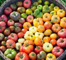 Tomato `puzata hut`: comentarii. Cultivarea tomatelor de maturare timpuriu pentru…