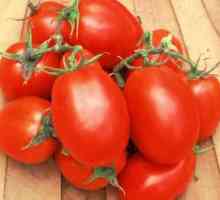 Tomato Roma: caracteristicile și descrierea soiului