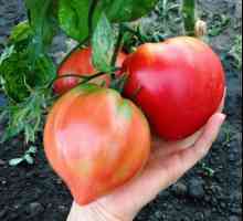 Tomato Velmozha: descrierea soiului, caracteristicile, randamentul, particularitățile cultivării