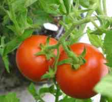 Tomat "Volgograd": trăsături de soi și tehnologie agricolă