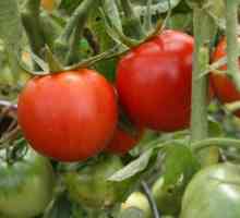 Explozia de tomate: descrierea unui grad, caracteristica, răspunsuri