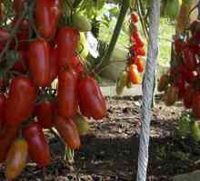 Tomato Zhigalo: caracteristicile cultivării și caracteristicile