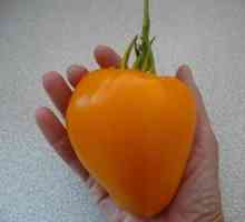 Tomato `Golden Heart`: recenzii clienți, descrierea soiurilor, cultivarea și…