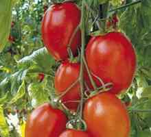 Tomatoes Buyan: descrierea soiurilor și recenzii