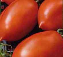 Tomate Racheta este o varietate medie timpurie. Descriere și fotografie