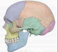 Topografia craniului și anatomia acestuia