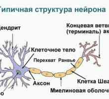Frânarea în sistemul nervos central: tipuri, mecanism, înțeles