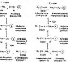 Transaminarea aminoacizilor: determinare, semnificație și caracteristici