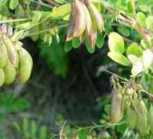 Iarbă Astragalus: aplicare, proprietăți medicinale
