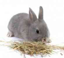 Iarbă pentru iepuri. Ce fel de iarbă mănâncă iepurii? Ce fel de iarbă nu poate fi dată iepurilor?