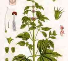 Herbage Leonurus: proprietăți și contraindicații medicinale, caracteristici ale aplicării și…