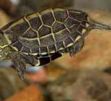 Tortoise chinezești în trei kilograme: descriere și caracteristici ale conținutului