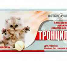 `Trontsil-K` pentru pisici: modul de aplicare, doza, contraindicații, recenzii