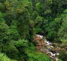 Pădurea tropicală din India: caracteristici ale florei și faunei