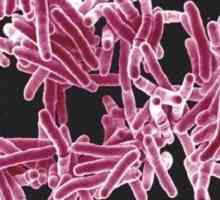 Tuberculoza intestinului: cauze, simptome, diagnostic și tratament