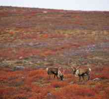 Tărâmurile Tundra-Gley: caracteristici, caracteristici