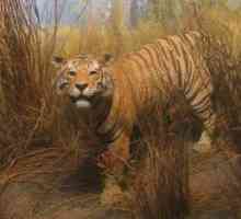 Turan Tiger: habitat (fotografie)