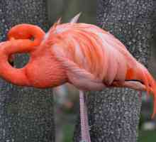 Cine are cel mai lung gât: o lebădă, o girafă, un dinozaur, un flamingo roz