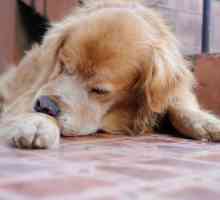 У собаки кровь из заднего прохода: возможные причины и особенности лечения