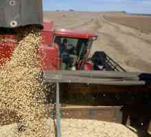 Recoltarea culturilor de cereale: metode, calendar și tehnologie
