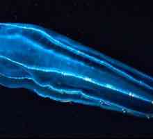 Serii uimitoare: plancton strălucitor