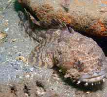 Creatia uimitoare a naturii: frogfish