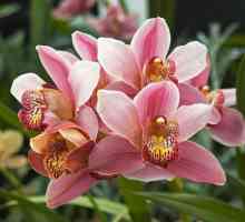 Floare uimitoare pentru casa ta - tsimbidium. Grijă la domiciliu