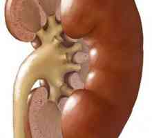 Dublarea rinichiului - ce este? Semne și cauze de dublare a rinichilor