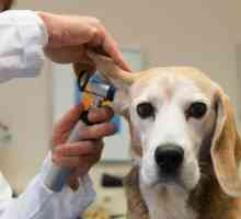 Ureche de câine: caracteristicile unei structuri. Boli ale urechilor la câini