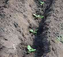 Îngrijirea cartofilor după plantare în sol deschis