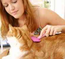 Grijă pentru pisici - subtilități și secrete