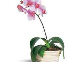 Îngrijirea orhideelor