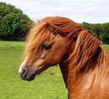 Welsh pony: o descriere a rasei, caracteristici, fapte interesante și recenzii