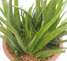 Aloe injectări: proprietăți medicinale și contraindicații