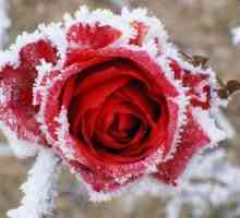 Material de acoperire pentru trandafiri pentru iarnă: o prezentare generală, caracteristici, tipuri…