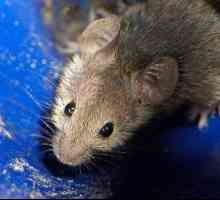 Distrugerea șoarecilor: soluții alternative la problemă
