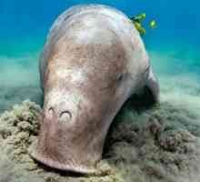 Locuitori unici ai Pacificului: dugong, holothuria, kalan