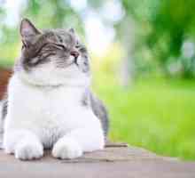 Urethrostomy la pisici: consecințe și curs de operare