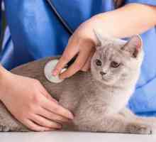 Urinari - hrana pentru pisici pentru prevenirea urolitiazei
