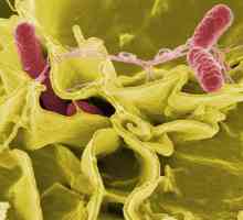 Enterobacterii patogene convențional - ce este? Boli cauzate de enterobacterii