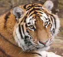 Tigrul Ussuriysky - frumusețea nordică