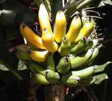 Care este utilizarea bananelor pentru organism?