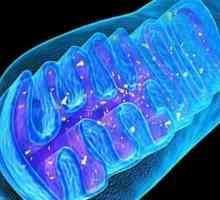 Care este asemănarea dintre mitocondrii și cloroplaste în termeni funcționali și structurali?