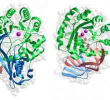 Care este funcția enzimatică a proteinelor? Funcția enzimatică a proteinelor: exemple