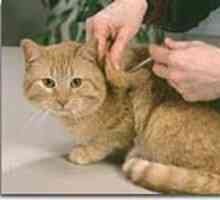 În ce cazuri și cum să aplicați medicamentul "Veracol" pentru o pisică